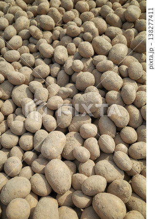 Organic potatoes freshly harvested from the field. 138277411