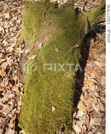 Bright close-up of green moss covering a surface, creating a feeling of freshness and natural harmony. For background images, environmental themes, design and nature concepts 138277646