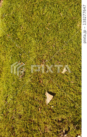 Bright close-up of green moss covering a surface, creating a feeling of freshness and natural harmony. For background images, environmental themes, design and nature concepts 138277647