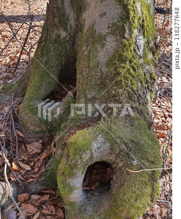 A hollow in a tree, overgrown with moss, creates a magical and mysterious image in the forest. For ecology concepts, fairy-tale scenarios or a background for design 138277648