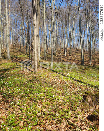 Spring forest with tall slender trees, through which sunlight shines. The ground is covered with young greenery and white forest flowers, creating an atmosphere of peace and harmony with nature Spring forest with tall slender trees, through which sunlight shines. The ground is covered with young greenery and white forest flowers, creating an atmosphere of peace and harmony with nature 138277650