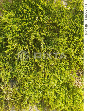 Bright close-up of green moss covering a surface, creating a feeling of freshness and natural harmony. For background images, environmental themes, design and nature concepts Bright close-up of green moss covering a surface, creating a feeling of freshness and natural harmony. For background images, environmental themes, design and nature concepts 138277651
