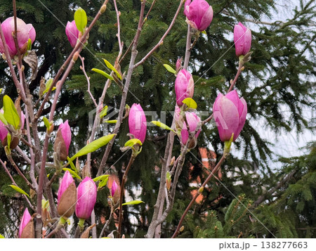 Magnolia tree full of pink blossoms spreading wide branches in urban garden. Abundant flowering, seasonal landscaping, residential greenery, decorative horticulture and springtime city environment 138277663