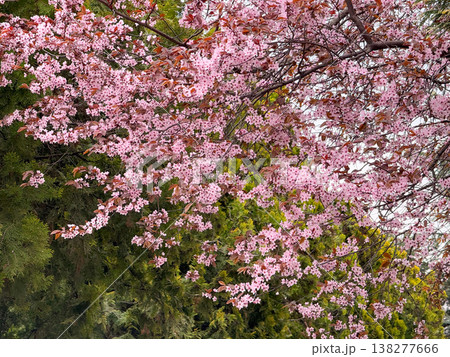 Beautiful magnolia buds and blossoms on branching tree. Floral development, botanical detail, seasonal change, ornamental planting and plant growth progression Beautiful magnolia buds and blossoms on branching tree. Floral development, botanical detail, seasonal change, ornamental planting and plant growth progression 138277666