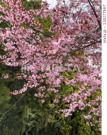 Magnolia tree filled with blooming flowers and branching structure in sunlight. Floral abundance, residential landscaping, ornamental horticulture, seasonal vegetation and urban garden design Magnolia tree filled with blooming flowers and branching structure in sunlight. Floral abundance, residential landscaping, ornamental horticulture, seasonal vegetation and urban garden design 138277667