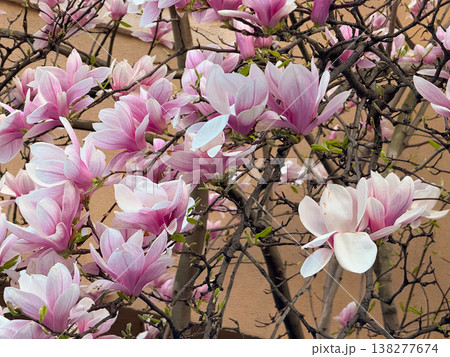 Close-up of white and pink magnolia flowers on branches in warm sunlight. Floral texture, botanical study, ornamental gardening, seasonal bloom detail and natural plant structure exploration Close-up of white and pink magnolia flowers on branches in warm sunlight. Floral texture, botanical study, ornamental gardening, seasonal bloom detail and natural plant structure exploration 138277674