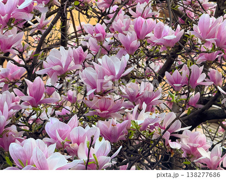 Magnolia buds and flowers covering branches with green leaves in spring light. Seasonal bloom, botanical richness, ornamental gardening, plant development and urban greenery concept 138277686