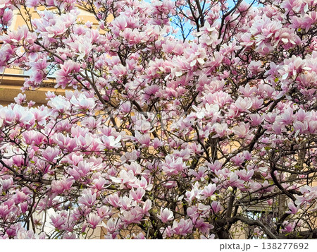Magnolia tree filled with blooming flowers and branching structure in sunlight. Floral abundance, residential landscaping, ornamental horticulture, seasonal vegetation and urban garden design 138277692
