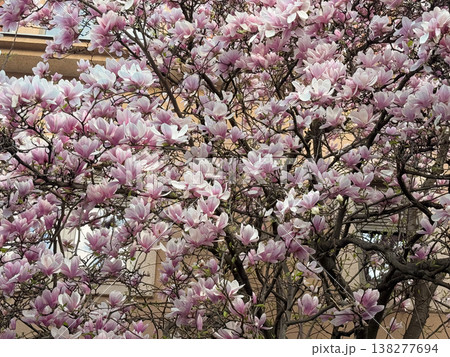 Magnolia branches with pink blossoms and fresh leaves. Seasonal flowering, botanical growth, urban gardening, decorative planting and spring vegetation cycle 138277694