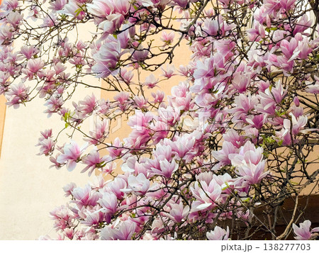 Dense magnolia blossoms covering branches in spring season. Floral abundance, urban landscaping, residential decoration, botanical richness and horticultural design concept 138277703