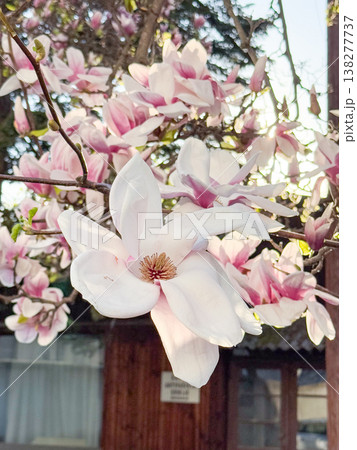Magnolia tree in full bloom beside residential building under clear sky. Seasonal flowering, urban greenery, decorative planting, neighborhood landscaping and springtime environment concept Magnolia tree in full bloom beside residential building under clear sky. Seasonal flowering, urban greenery, decorative planting, neighborhood landscaping and springtime environment concept 138277737