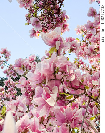 Dense magnolia blossoms covering branches in spring season. Floral abundance, urban landscaping, residential decoration, botanical richness and horticultural design concept Dense magnolia blossoms covering branches in spring season. Floral abundance, urban landscaping, residential decoration, botanical richness and horticultural design concept 138277738