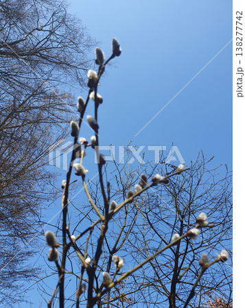 Spring fluffy willow catkins (earrings of the willow tree) have blossomed on the branches of the tree, symbolizing the beginning of spring. Delicate, soft buds are covered with silvery fluff Spring fluffy willow catkins (earrings of the willow tree) have blossomed on the branches of the tree, symbolizing the beginning of spring. Delicate, soft buds are covered with silvery fluff 138277742