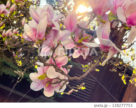 Magnolia tree in full bloom beside residential building under clear sky. Seasonal flowering, urban greenery, decorative planting, neighborhood landscaping and springtime environment concept 138277753