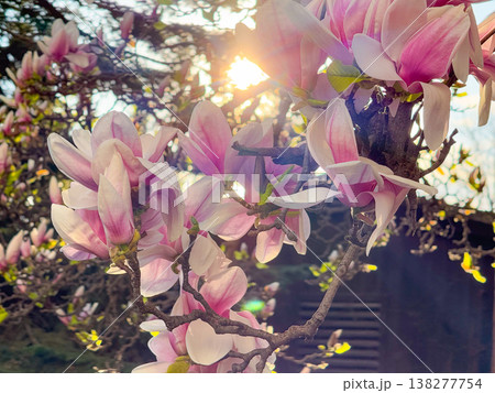 Dense magnolia blossoms covering branches in spring season. Floral abundance, urban landscaping, residential decoration, botanical richness and horticultural design concept 138277754