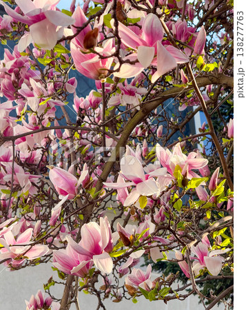 Magnolia branches with pink blossoms and fresh leaves. Seasonal flowering, botanical growth, urban gardening, decorative planting and spring vegetation cycle 138277763