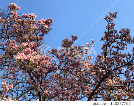 Close-up of white and pink magnolia flowers on branches in warm sunlight. Floral texture, botanical study, ornamental gardening, seasonal bloom detail and natural plant structure exploration 138277769