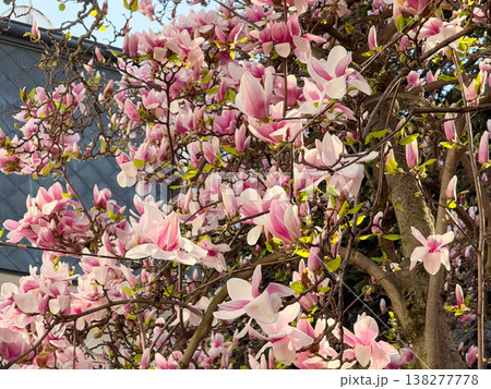 Magnolia tree in full bloom beside residential building under clear sky. Seasonal flowering, urban greenery, decorative planting, neighborhood landscaping and springtime environment concept Magnolia tree in full bloom beside residential building under clear sky. Seasonal flowering, urban greenery, decorative planting, neighborhood landscaping and springtime environment concept 138277778