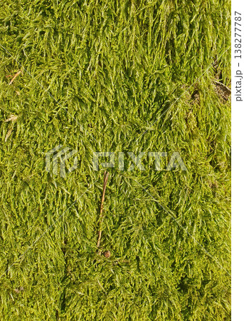 Bright close-up of green moss covering a surface, creating a feeling of freshness and natural harmony. For background images, environmental themes, design and nature concepts Bright close-up of green moss covering a surface, creating a feeling of freshness and natural harmony. For background images, environmental themes, design and nature concepts 138277787