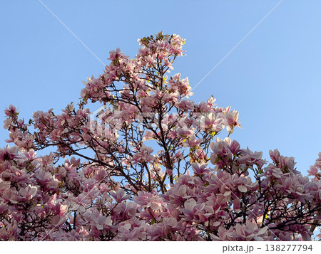 Pink magnolia flowers on branches in warm sunlight. Floral texture, botanical study, ornamental gardening, seasonal bloom detail and natural plant structure exploration 138277794