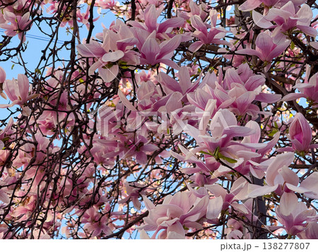 Magnolia tree full of pink blossoms spreading wide branches in urban garden. Abundant flowering, seasonal landscaping, residential greenery, decorative horticulture and springtime city environment Magnolia tree full of pink blossoms spreading wide branches in urban garden. Abundant flowering, seasonal landscaping, residential greenery, decorative horticulture and springtime city environment 138277807
