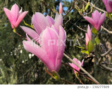 Close view of magnolia flower with soft petals and textured surface in sunlight. Botanical detail, floral anatomy, ornamental gardening, seasonal bloom and natural plant beauty Close view of magnolia flower with soft petals and textured surface in sunlight. Botanical detail, floral anatomy, ornamental gardening, seasonal bloom and natural plant beauty 138277809