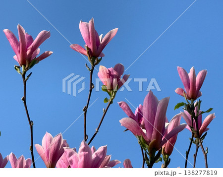Pink magnolia flowers reaching upward against clear blue sky in spring light. Vertical growth, botanical minimalism, copy space composition, seasonal bloom and natural plant structure Pink magnolia flowers reaching upward against clear blue sky in spring light. Vertical growth, botanical minimalism, copy space composition, seasonal bloom and natural plant structure 138277819