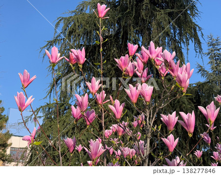 Pink magnolia flowers reaching upward in spring light. Vertical growth, botanical minimalism, copy space composition, seasonal bloom and natural plant structure Pink magnolia flowers reaching upward in spring light. Vertical growth, botanical minimalism, copy space composition, seasonal bloom and natural plant structure 138277846
