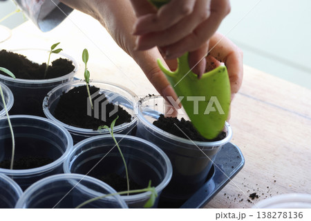 Seedlings in plastic cups. Close-up. A woman adjusts the soil in the cups using a small shovel. Shot in backlight from a window. Close-up. Seedlings in plastic cups. Close-up. A woman adjusts the soil in the cups using a small shovel. Shot in backlight from a window. Close-up. 138278136