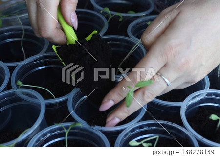 Seedlings in plastic cups. Close-up. A woman adjusts the soil in the cups using a small shovel. Close-up. Seedlings in plastic cups. Close-up. A woman adjusts the soil in the cups using a small shovel. Close-up. 138278139