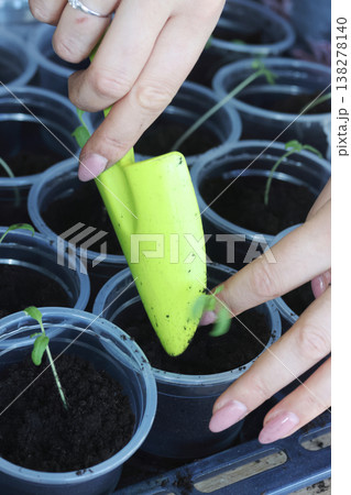 Seedlings in plastic cups. Close-up. A woman adjusts the soil in the cups using a small shovel. Close-up. 138278140