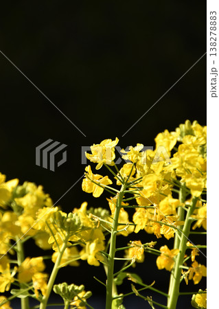 菜の花 138278883
