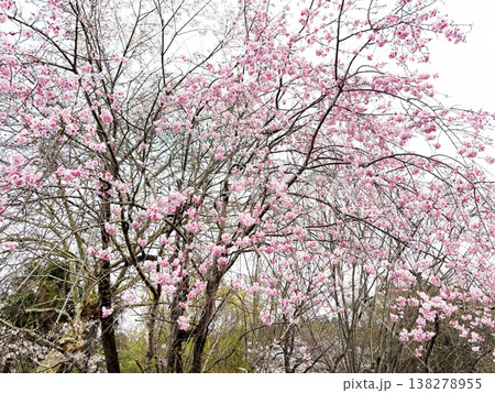 桜 138278955