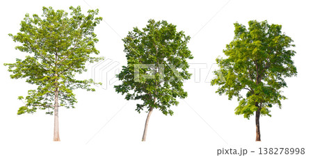 Collection of various isolated trees on white background with clipping path. 138278998