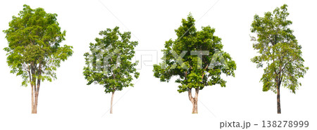 Collection of various isolated trees on white background with clipping path. 138278999