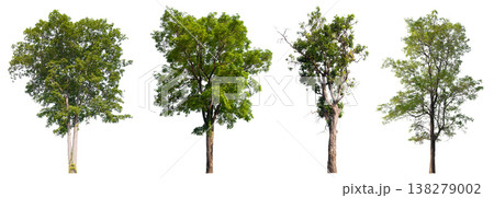 Collection of various isolated trees on white background with clipping path. Collection of various isolated trees on white background with clipping path. 138279002