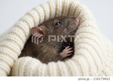 Small brown rat curled up cozily inside a white knitted sweater 138279602