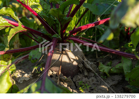 Lush red beetroot bursts through the earth, showcasing its vibrant roots and leafy greens, basking in the gentle sunlight of a sunny day 138279700