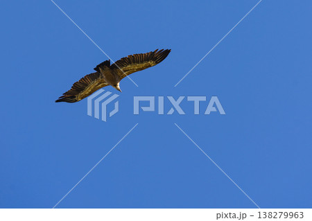 Vulture bird in flight over canyon Gorges du Verdon, Provence in France Vulture bird in flight over canyon Gorges du Verdon, Provence in France 138279963