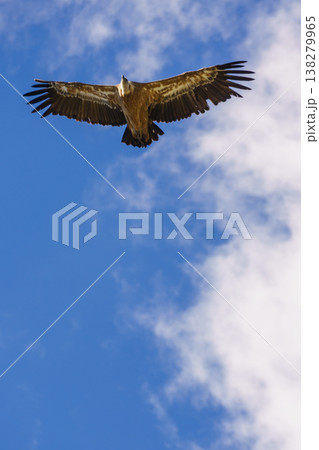 Vulture bird in flight over canyon Gorges du Verdon, Provence in France Vulture bird in flight over canyon Gorges du Verdon, Provence in France 138279965