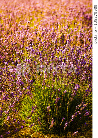Blooming lavender field in Provence France 138279989