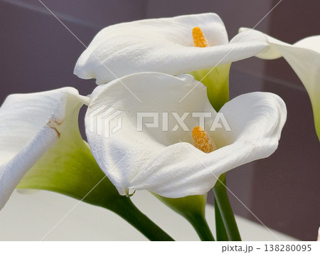 Macro close up of white calla lily showing petal texture and yellow spadix detail. Botanical study, floral structure, minimal composition, natural elegance and delicate organic form Macro close up of white calla lily showing petal texture and yellow spadix detail. Botanical study, floral structure, minimal composition, natural elegance and delicate organic form 138280095