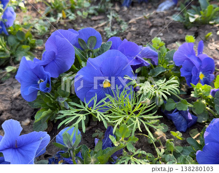 Violet blooming in garden soil with fresh foliage and delicate yellow centers. Spring flowerbed planting, ornamental landscaping, urban gardening and seasonal botanical color in close view Violet blooming in garden soil with fresh foliage and delicate yellow centers. Spring flowerbed planting, ornamental landscaping, urban gardening and seasonal botanical color in close view 138280103