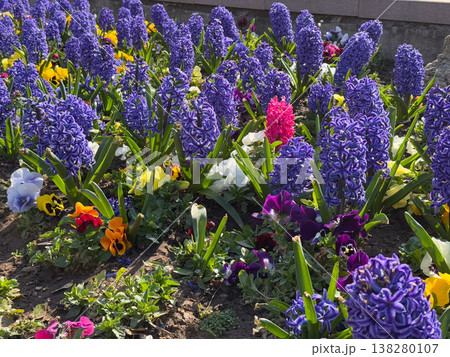 Purple hyacinths and pansies blooming together in a sunny spring flowerbed composition. Seasonal landscaping, ornamental bulb planting, public garden maintenance and vibrant botanical variety outdoors Purple hyacinths and pansies blooming together in a sunny spring flowerbed composition. Seasonal landscaping, ornamental bulb planting, public garden maintenance and vibrant botanical variety outdoors 138280107