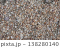 There are many beautiful shells on the seashore. 138280140