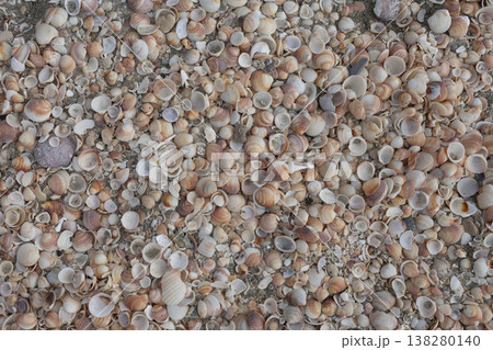 There are many beautiful shells on the seashore. There are many beautiful shells on the seashore. 138280140