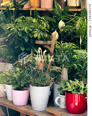 Lush collection of houseplants in assorted pots displayed on wooden shelves inside a plant shop. Indoor greenery styling, urban jungle decor and botanical retail inspiration for home interiors Lush collection of houseplants in assorted pots displayed on wooden shelves inside a plant shop. Indoor greenery styling, urban jungle decor and botanical retail inspiration for home interiors 138280159