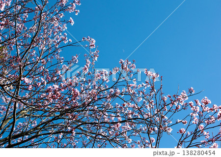 Pink Cherry Blossoms Against a Clear Blue Sky in Spring 138280454