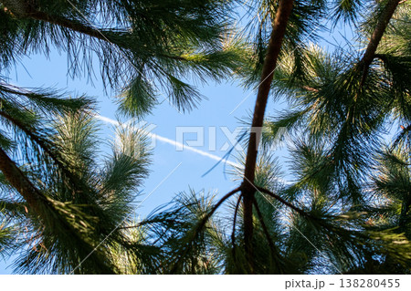 Looking Up Through Pine Branches at Blue Sky with Contrail Looking Up Through Pine Branches at Blue Sky with Contrail 138280455
