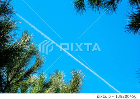 Skyward View Through Pine Branches on a Sunny Day with Contrail Skyward View Through Pine Branches on a Sunny Day with Contrail 138280456